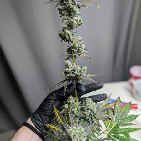 BeLeaf - Truffaloha #1, Tricho Jordan #5