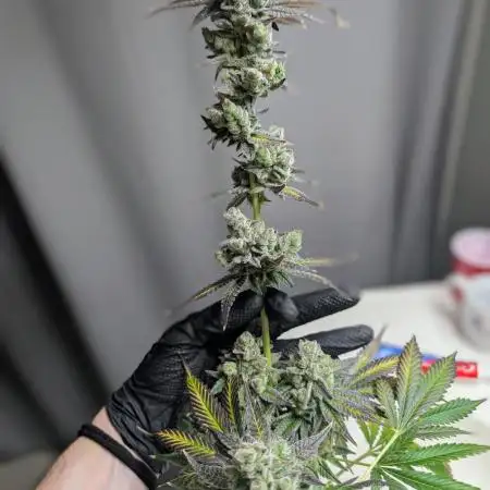 BeLeaf - Truffaloha #1, Tricho Jordan #5