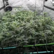 New Girls!