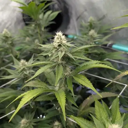 BeLeaf - Truffaloha #1, Tricho Jordan #5