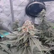 BeLeaf Mamas and Papas