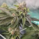 BeLeaf - Truffaloha #1, Tricho Jordan #5