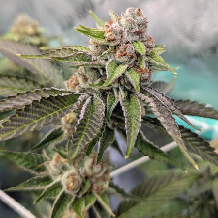 BeLeaf - Truffaloha #1, Tricho Jordan #5