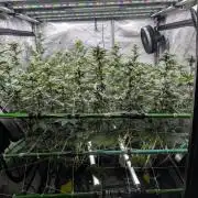 BeLeaf Mamas and Papas