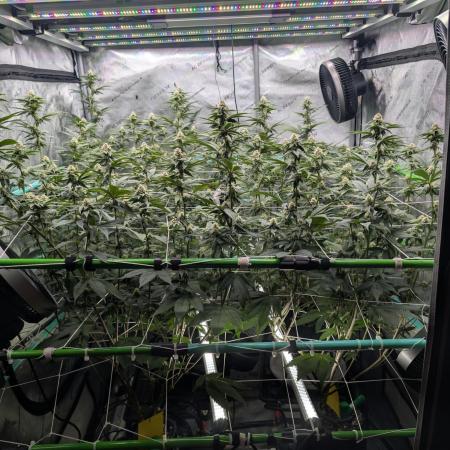 BeLeaf Mamas and Papas