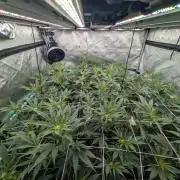 New Girls!