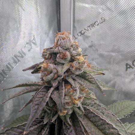 BeLeaf Mamas and Papas