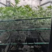 New Girls!