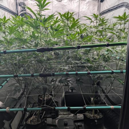 New Girls!
