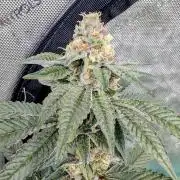 BeLeaf Mamas and Papas