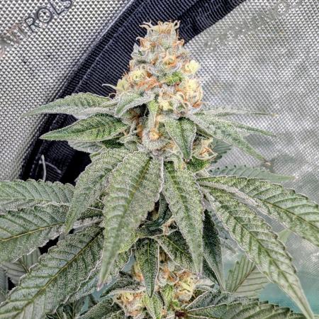 BeLeaf Mamas and Papas