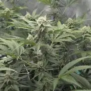 New Girls!