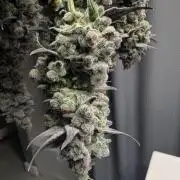 Fruits of breeding, let's c what happens