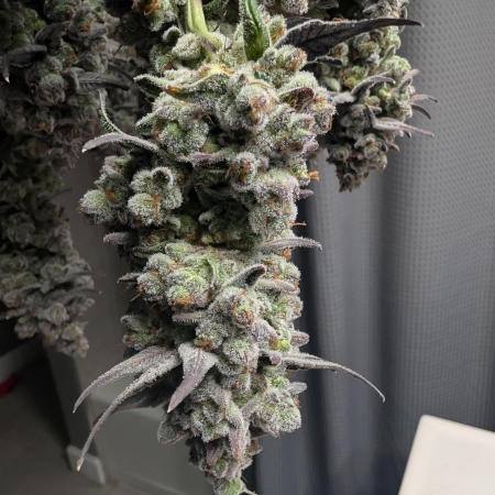 Fruits of breeding, let's c what happens