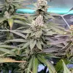 BeLeaf - Truffaloha #1, Tricho Jordan #5