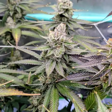 BeLeaf - Truffaloha #1, Tricho Jordan #5