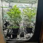 BeLeaf - Truffaloha #1, Tricho Jordan #5