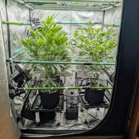 BeLeaf - Truffaloha #1, Tricho Jordan #5