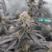 BeLeaf Mamas and Papas