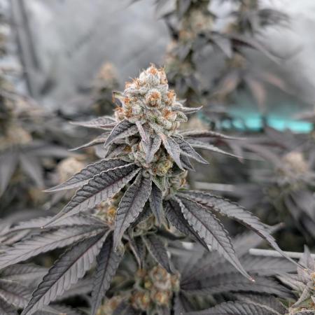 BeLeaf Mamas and Papas