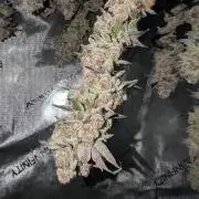 BeLeaf Mamas and Papas