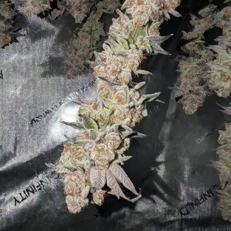 BeLeaf Mamas and Papas