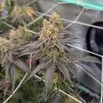 BeLeaf - Truffaloha #1, Tricho Jordan #5
