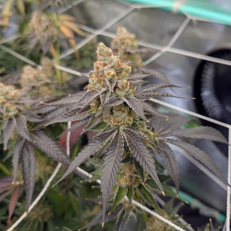 BeLeaf - Truffaloha #1, Tricho Jordan #5