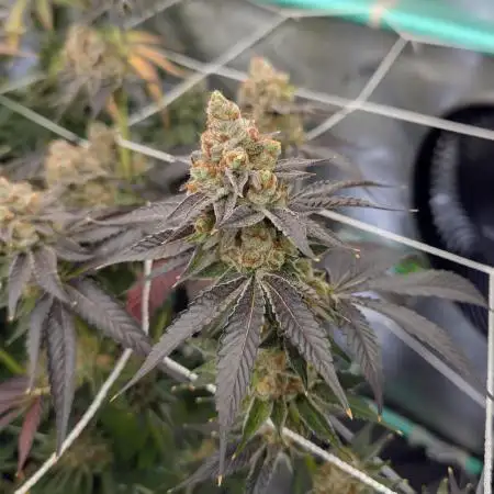 BeLeaf - Truffaloha #1, Tricho Jordan #5