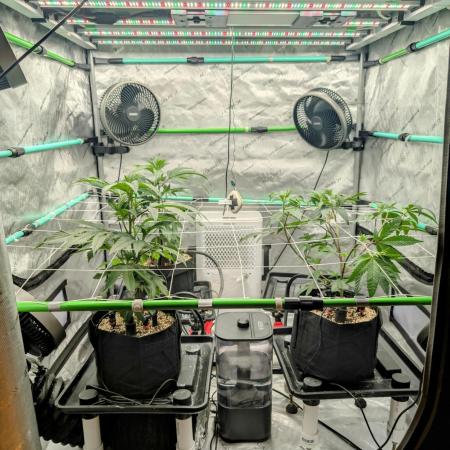 BeLeaf - Truffaloha #1, Tricho Jordan #5