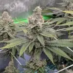 BeLeaf - Truffaloha #1, Tricho Jordan #5