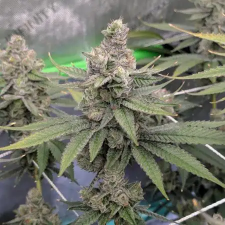 BeLeaf - Truffaloha #1, Tricho Jordan #5
