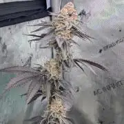 BeLeaf Mamas and Papas