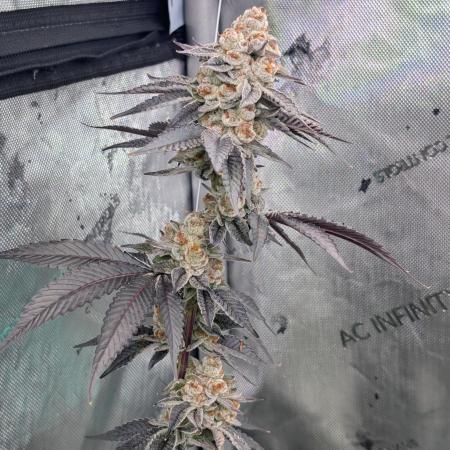 BeLeaf Mamas and Papas