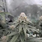 BeLeaf Mamas and Papas