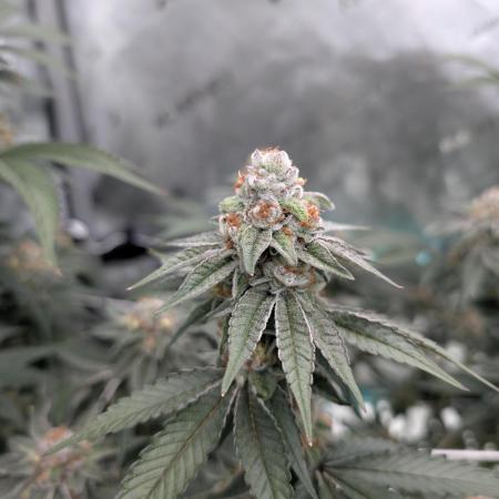 BeLeaf Mamas and Papas