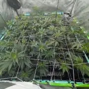 New Girls!