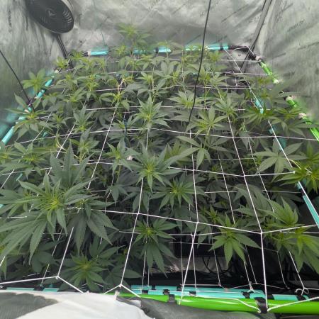 New Girls!