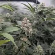 New Girls!