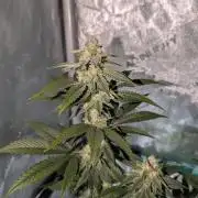 BeLeaf Mamas and Papas