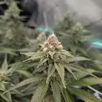 BeLeaf - Truffaloha #1, Tricho Jordan #5