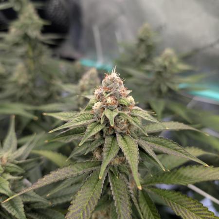 BeLeaf - Truffaloha #1, Tricho Jordan #5
