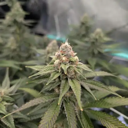 BeLeaf - Truffaloha #1, Tricho Jordan #5