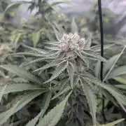 New Girls!