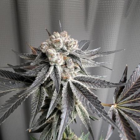 New Girls!