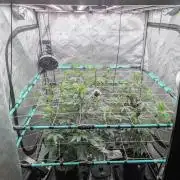 New Girls!