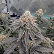 BeLeaf Mamas and Papas