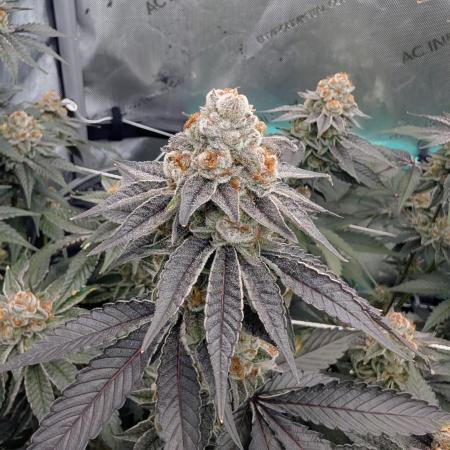 BeLeaf Mamas and Papas