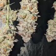 BeLeaf Mamas and Papas