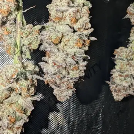 BeLeaf Mamas and Papas